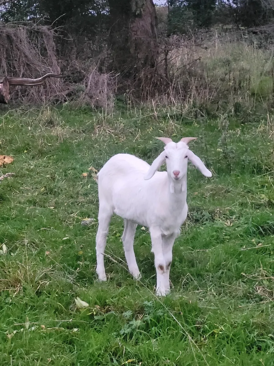 Male goats - Image 3
