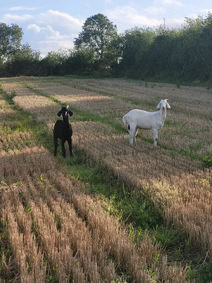 Male goats - Image 4