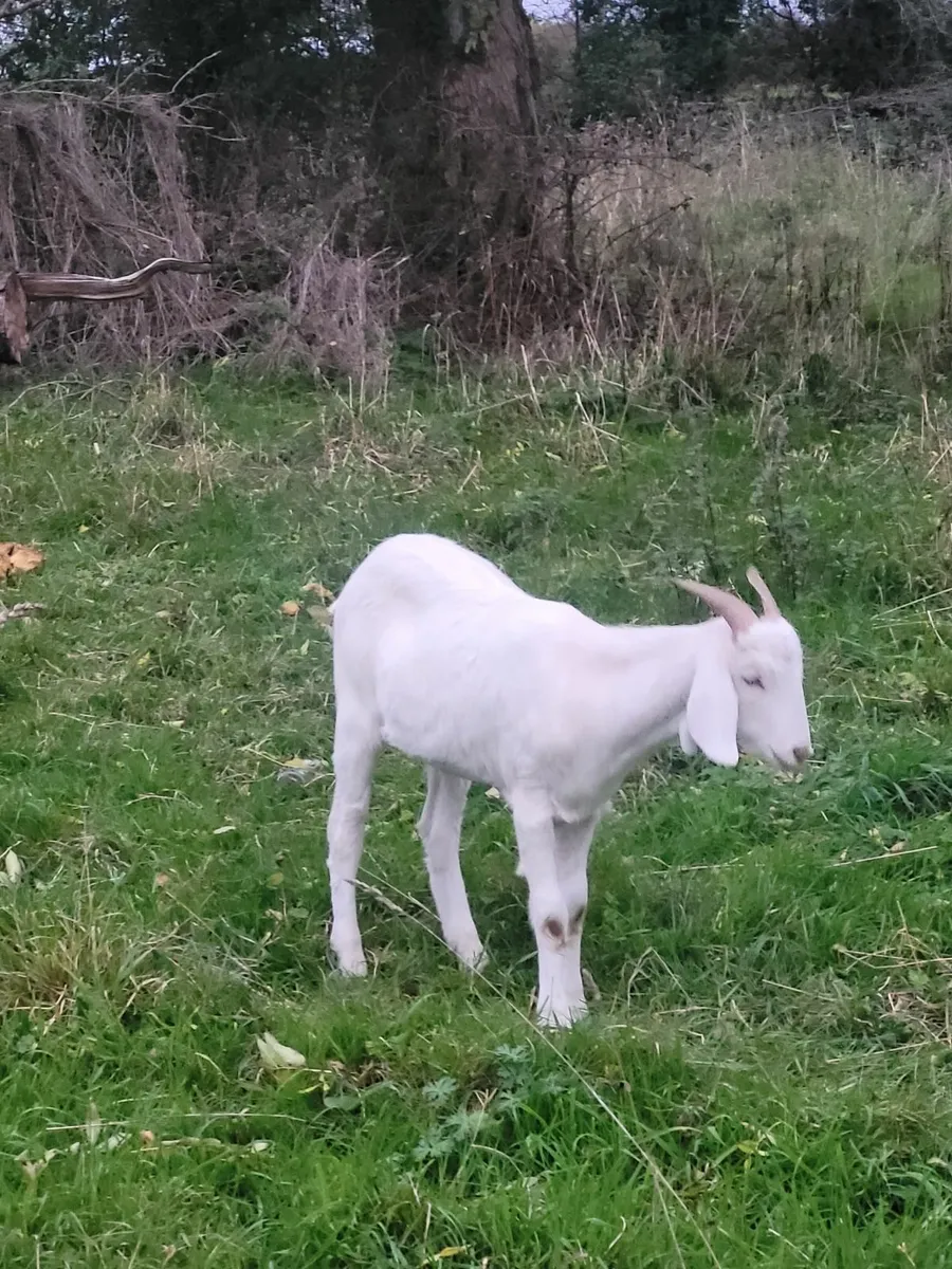 Male goats - Image 1