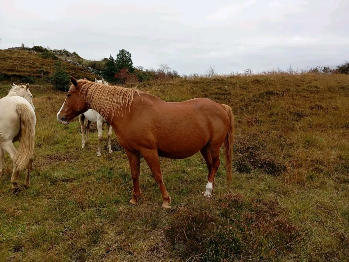 Class 1 Chestnut Connemara Mare - Image 3