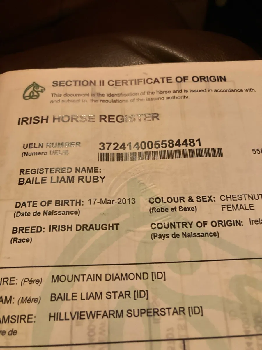 Irish draught mare  Class 1 - Image 4