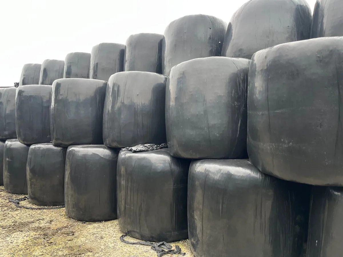 Round bales of silage - Image 1