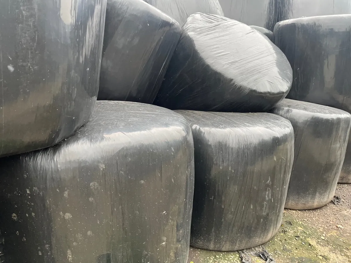 Round bales of silage - Image 2