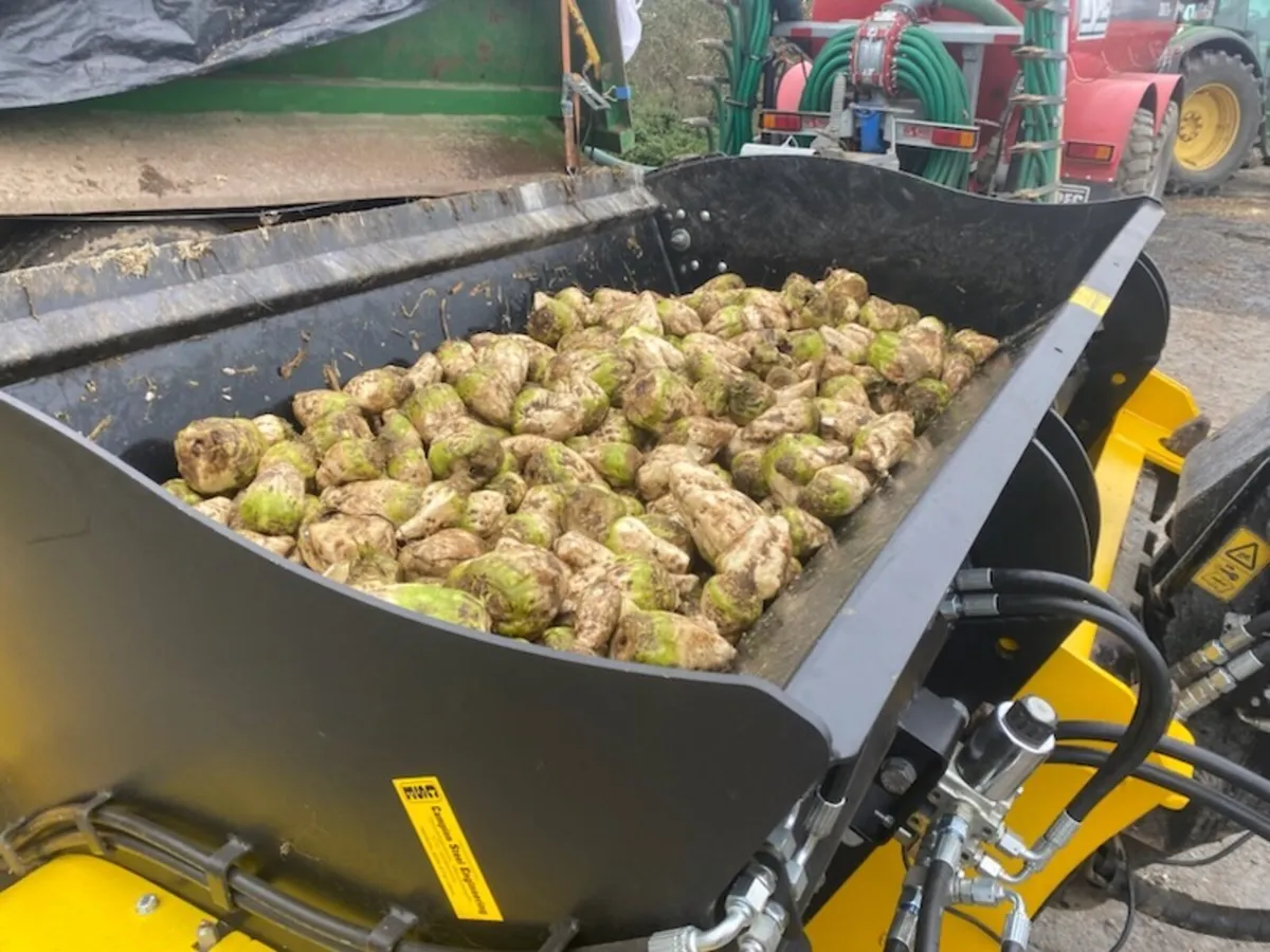 Washed Fodder Beet and straw - Image 4