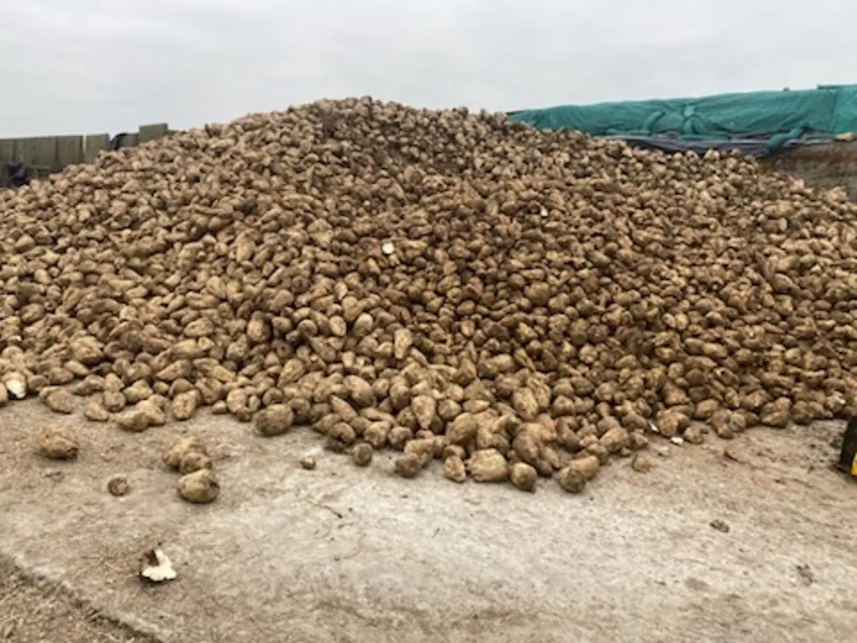 Washed Fodder Beet and straw - Image 1