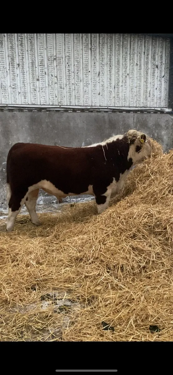 Pedigree Hereford bulls - Image 3