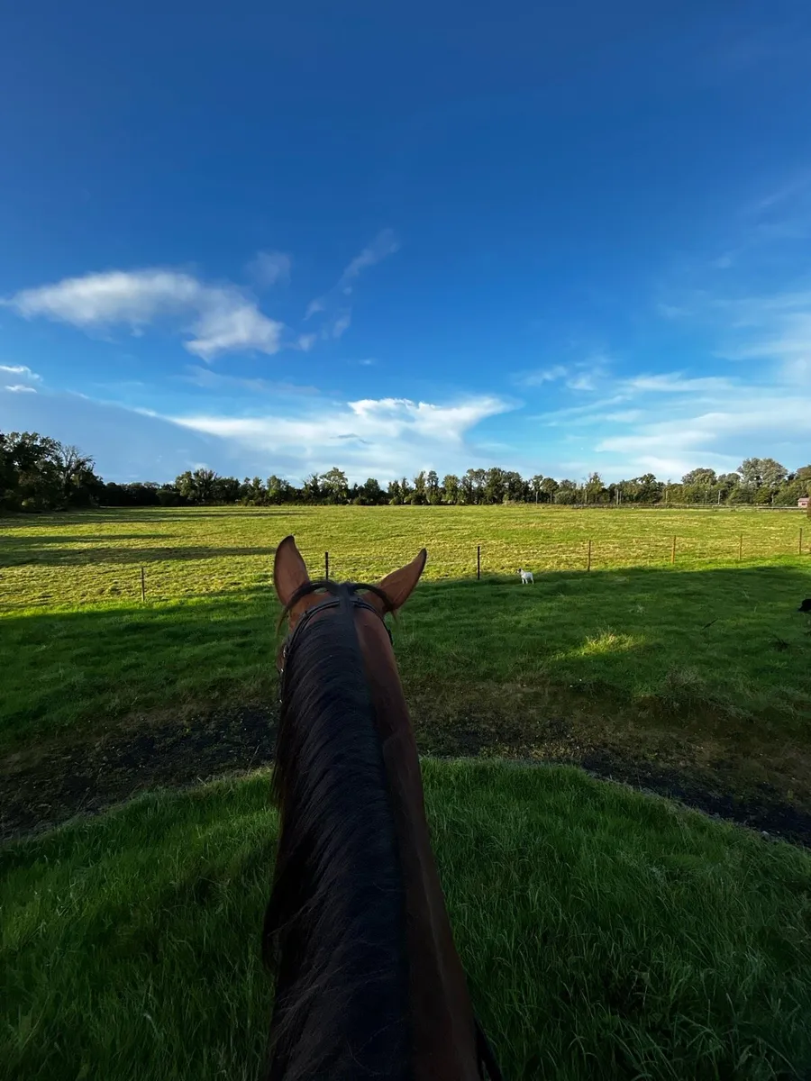 DIY livery 🏡 - Image 3