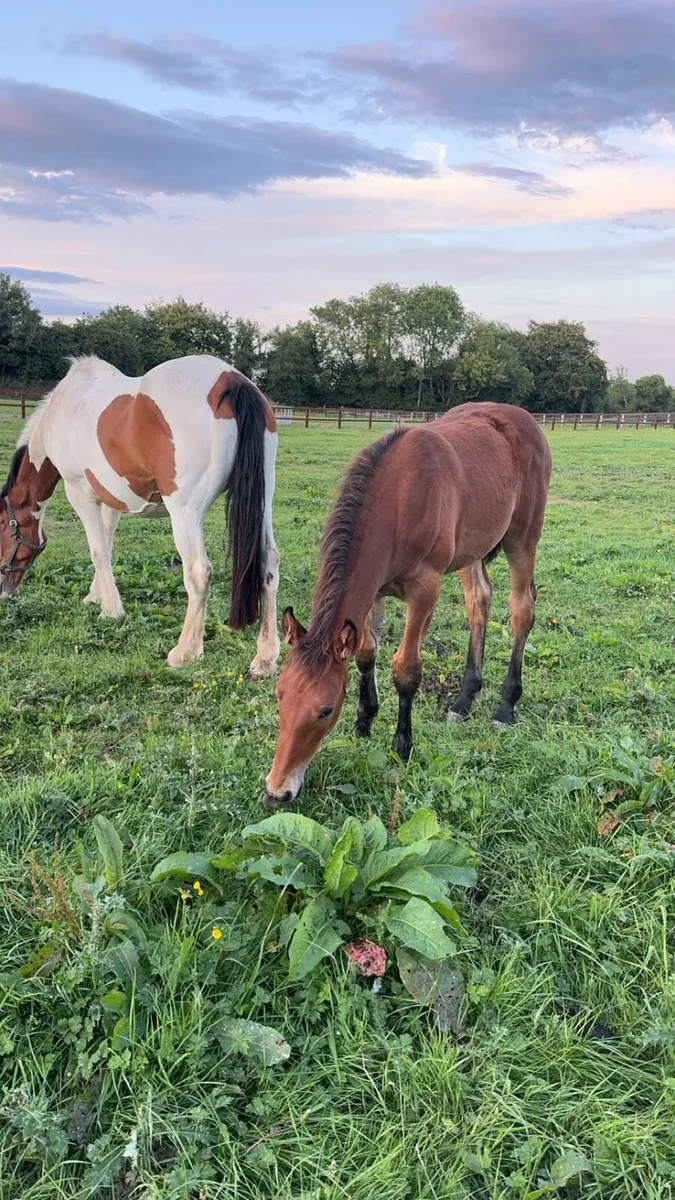 Draught x Cob gelding - Image 3