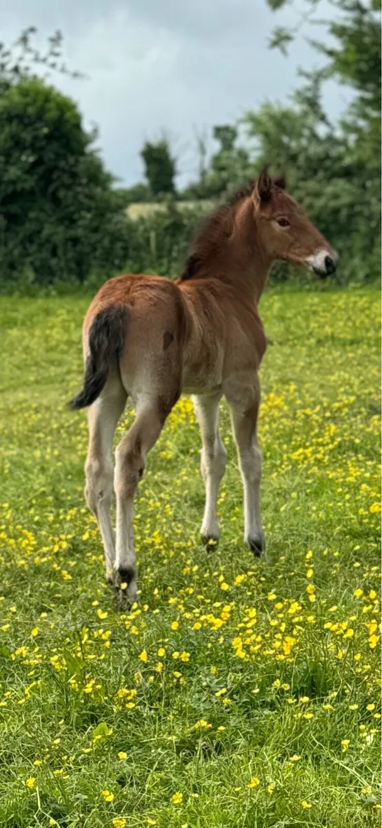 Draught x Cob gelding - Image 4