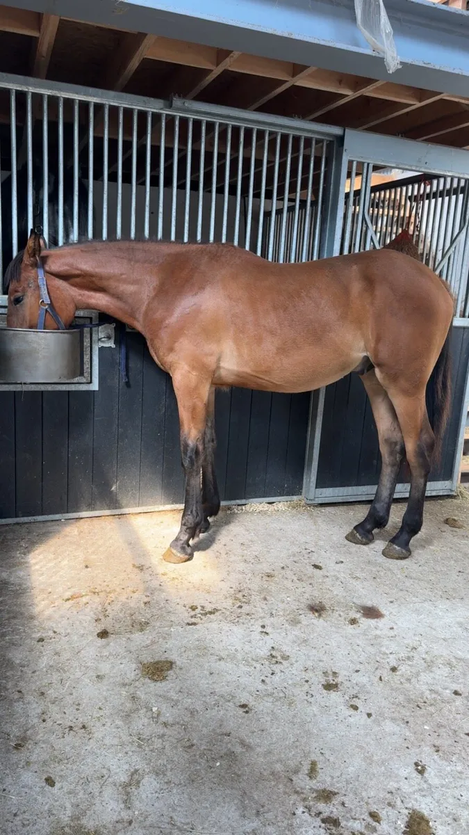 Draught x Cob gelding - Image 2