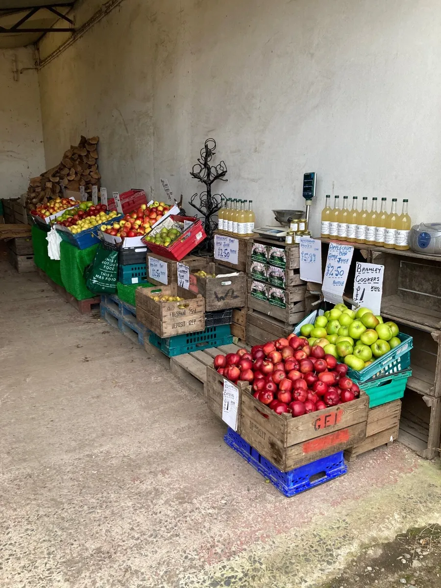 New season Cooking and Eating apples ,Pears , - Image 4