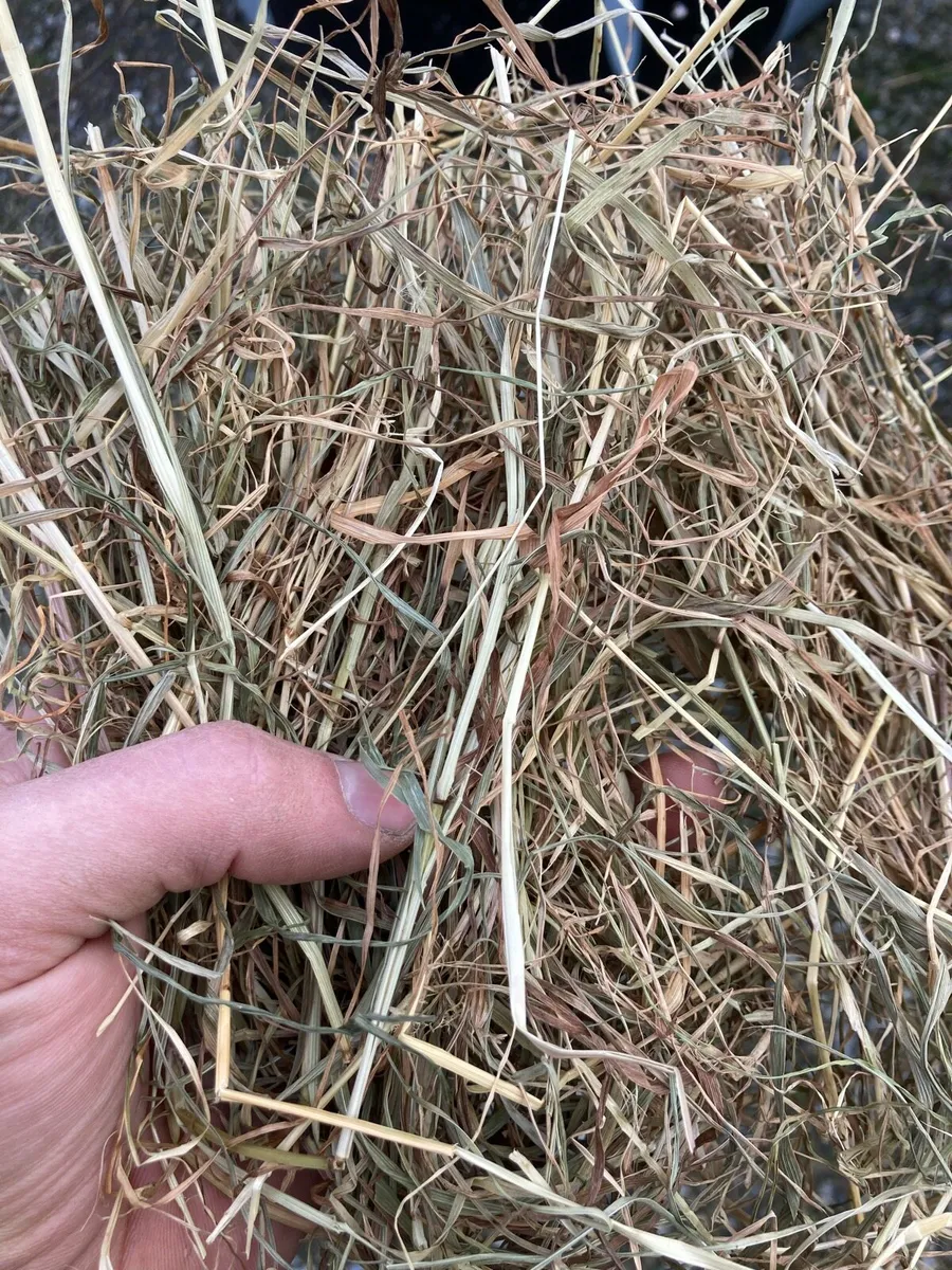 Hay for sale, large squares and rounds - Image 1