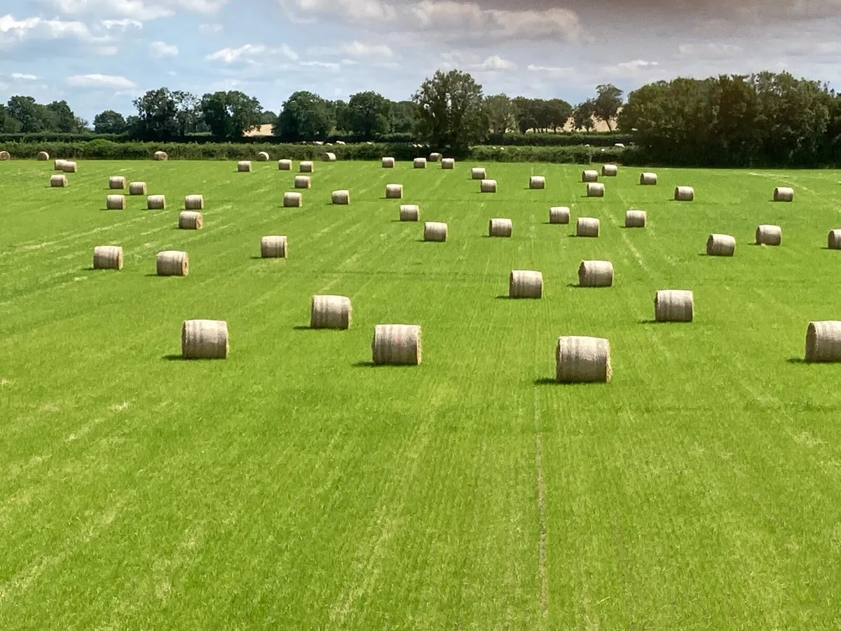 Hay for sale, large squares and rounds - Image 4