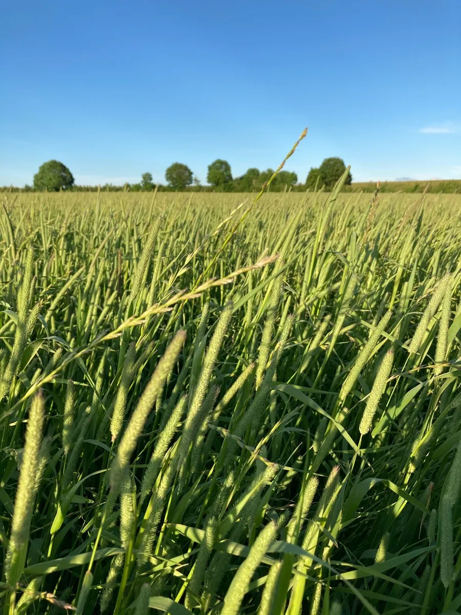Hay for sale, large squares and rounds - Image 3