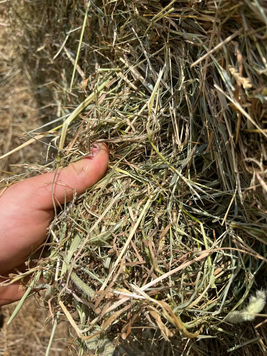 Silage & Hay - Image 3