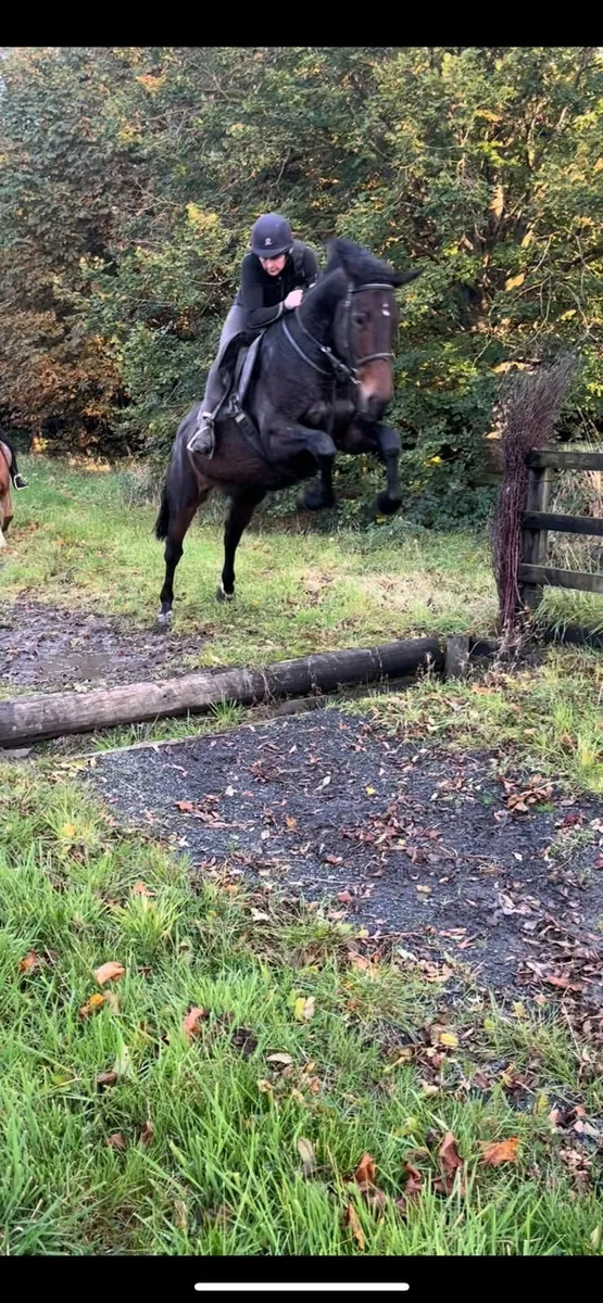 Broodmare in foal - Image 4