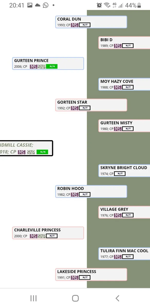 Connemara yearling filly - Image 4
