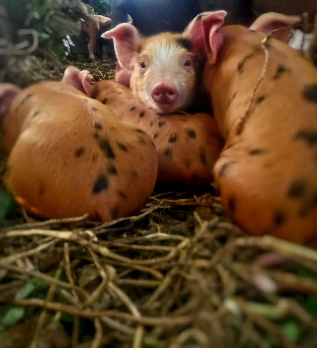 Pigs weaners and fatteners - Image 1