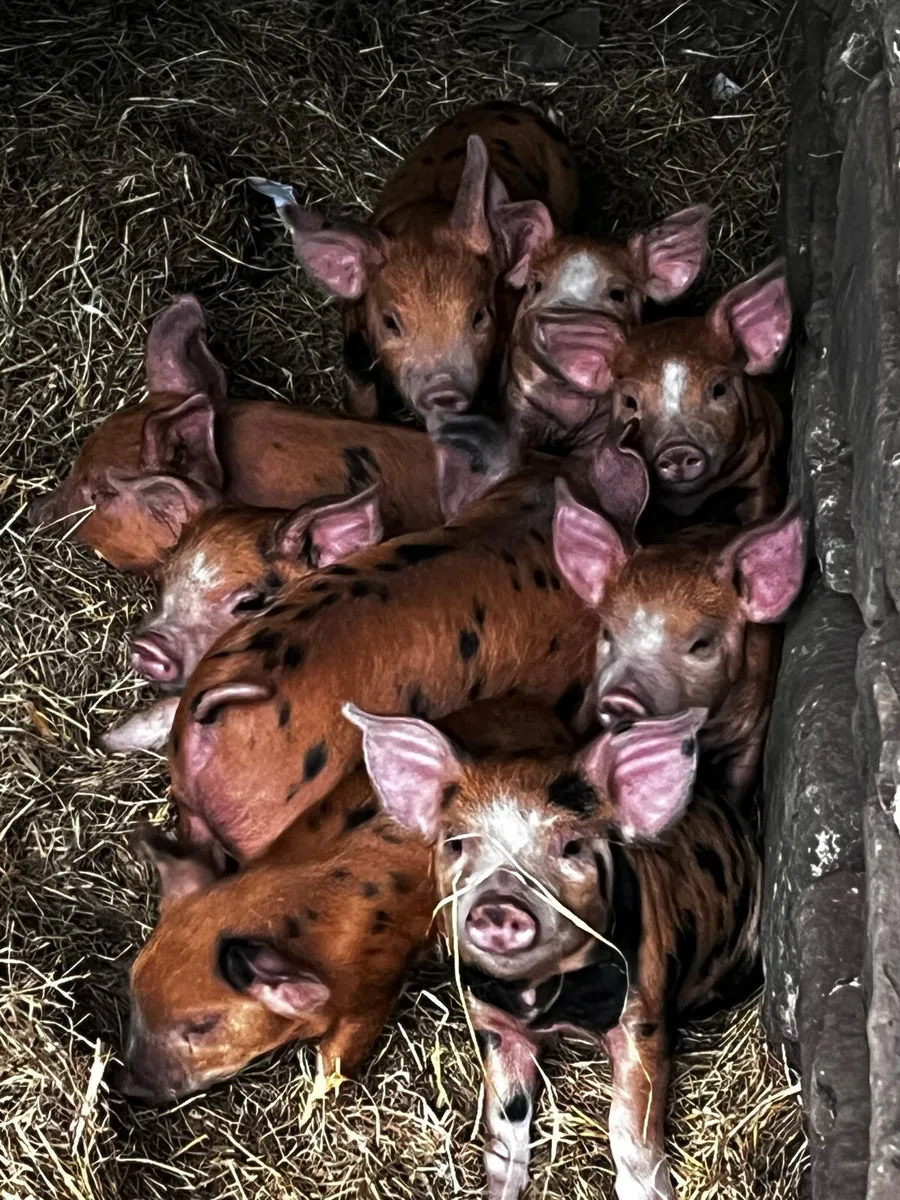 Pigs weaners and fatteners - Image 2
