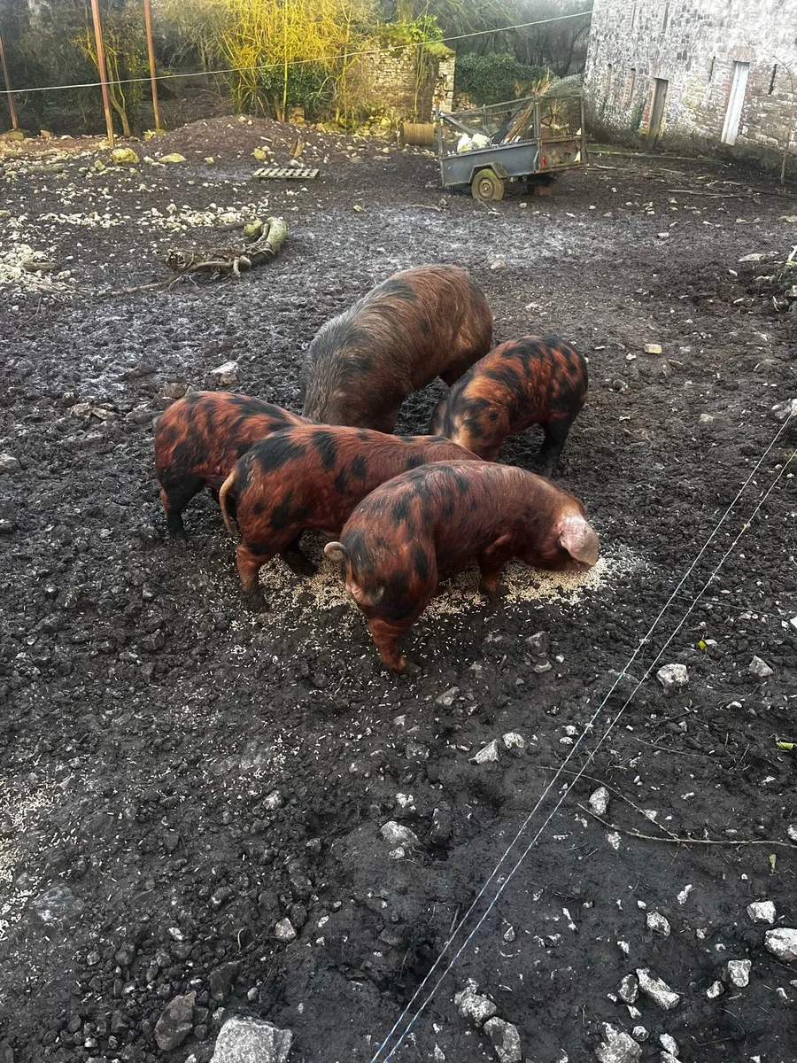 Pigs weaners and fatteners - Image 3