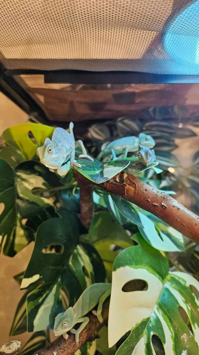 Veiled Chameleon - Image 1