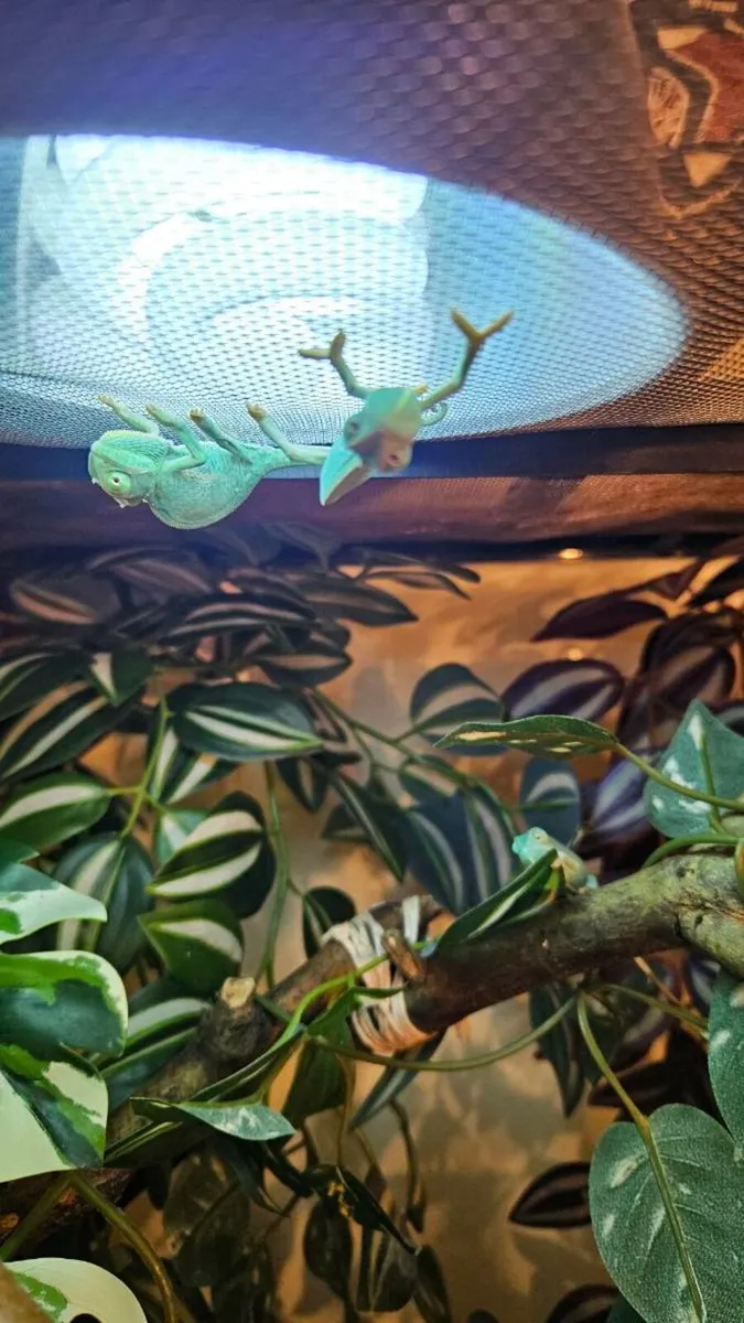 Veiled Chameleon - Image 2