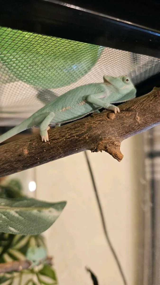 Veiled Chameleon - Image 3