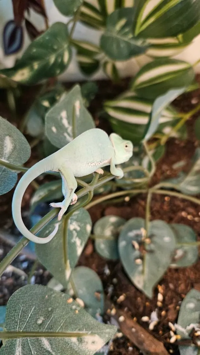 Veiled Chameleon - Image 4