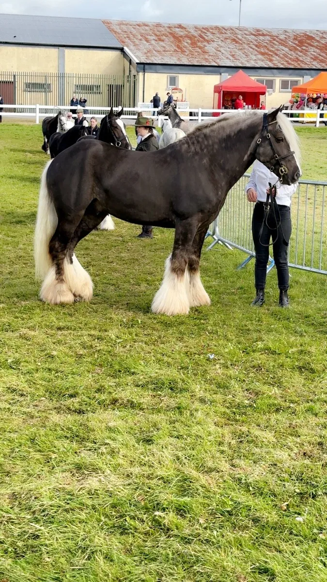 ⭐️silver hill for SALE ⭐️ - Image 1