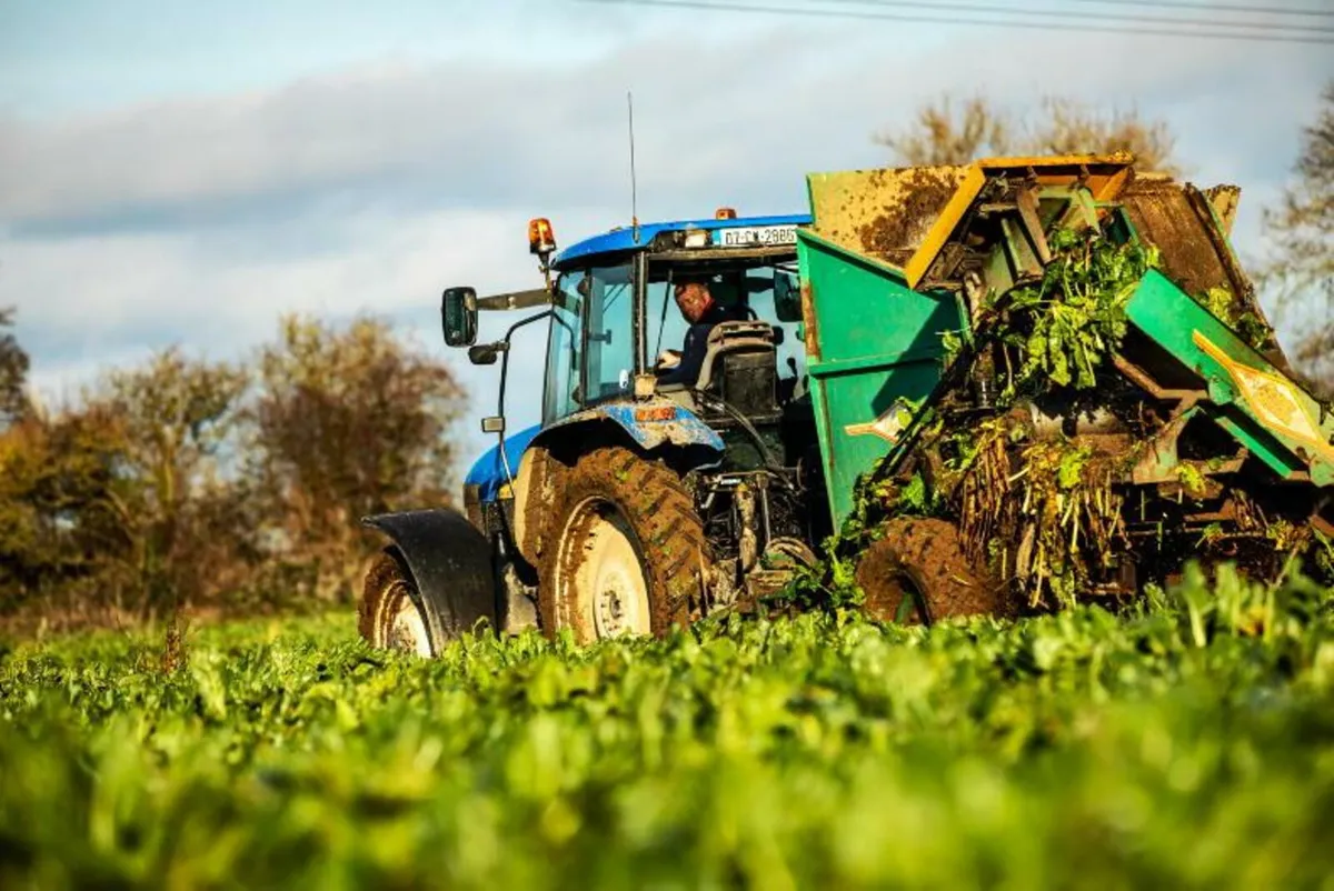 Sugar beet & fodder beet for sale - Image 1