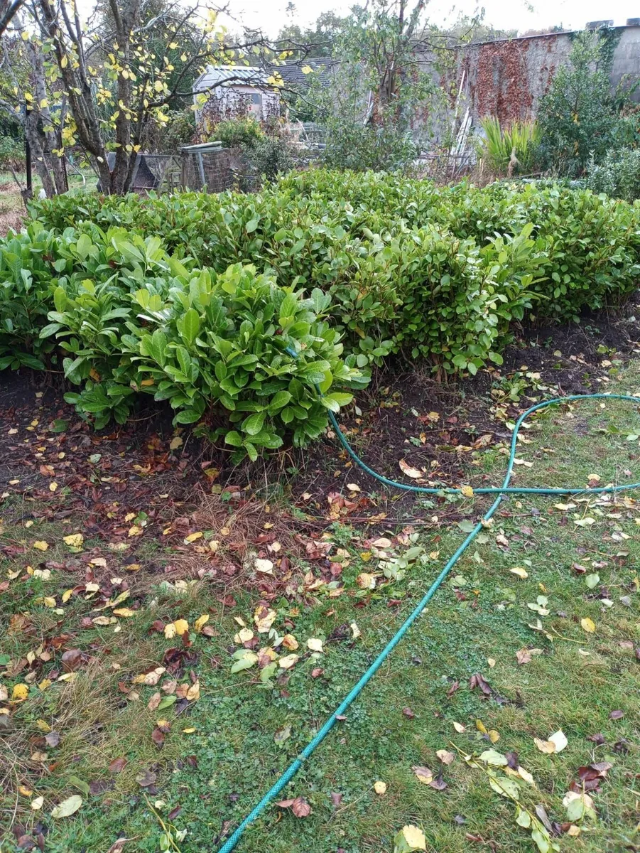 Grisilinia  Bare root hedging - Image 2