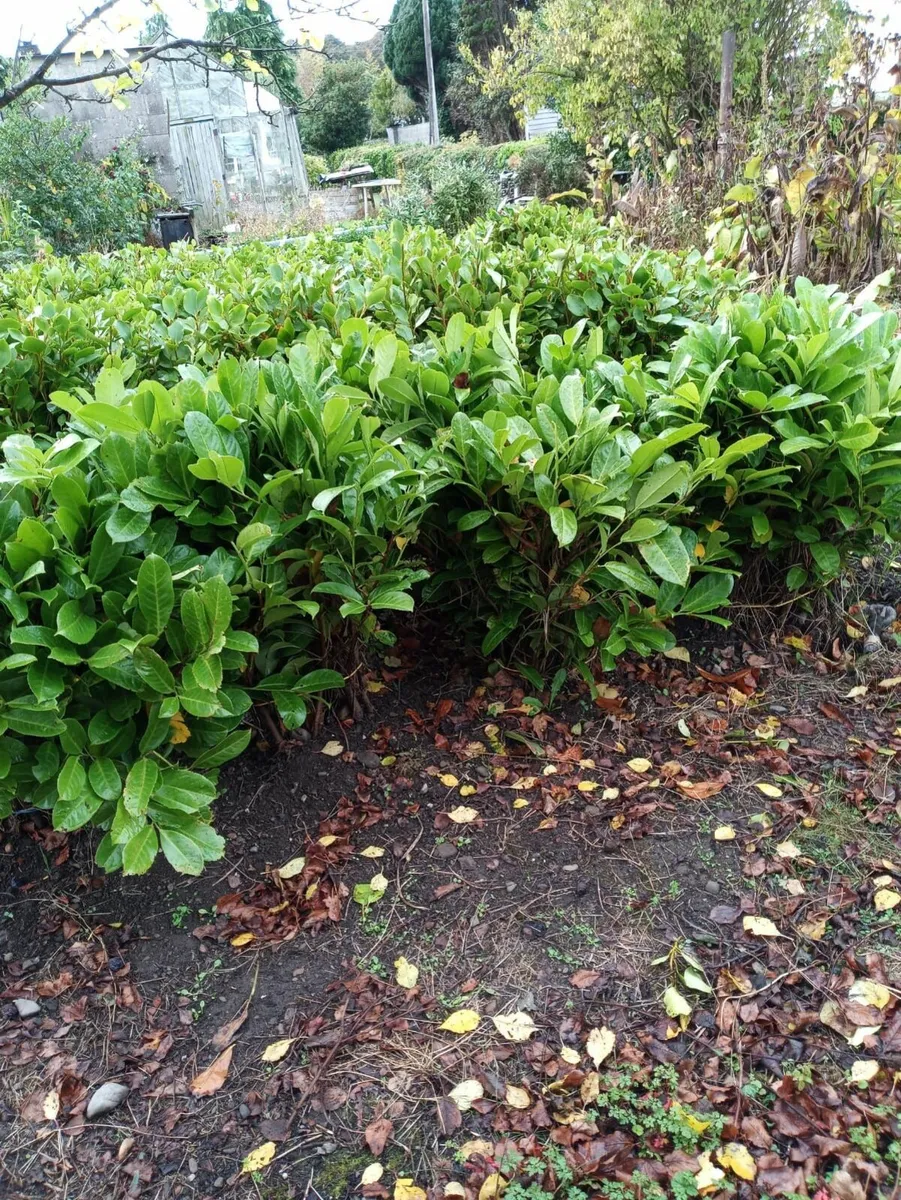 Grisilinia  Bare root hedging - Image 1