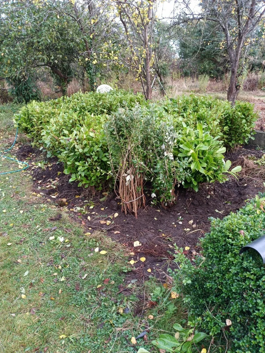 Grisilinia  Bare root hedging - Image 3