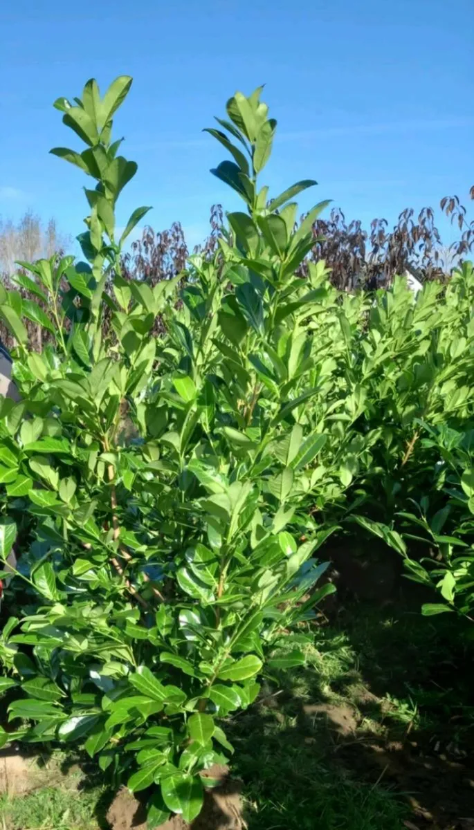 Rootball large laurels for sale - Image 1