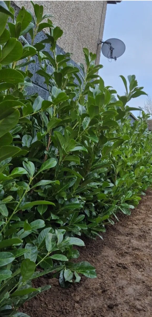 Rootball large laurels for sale - Image 2