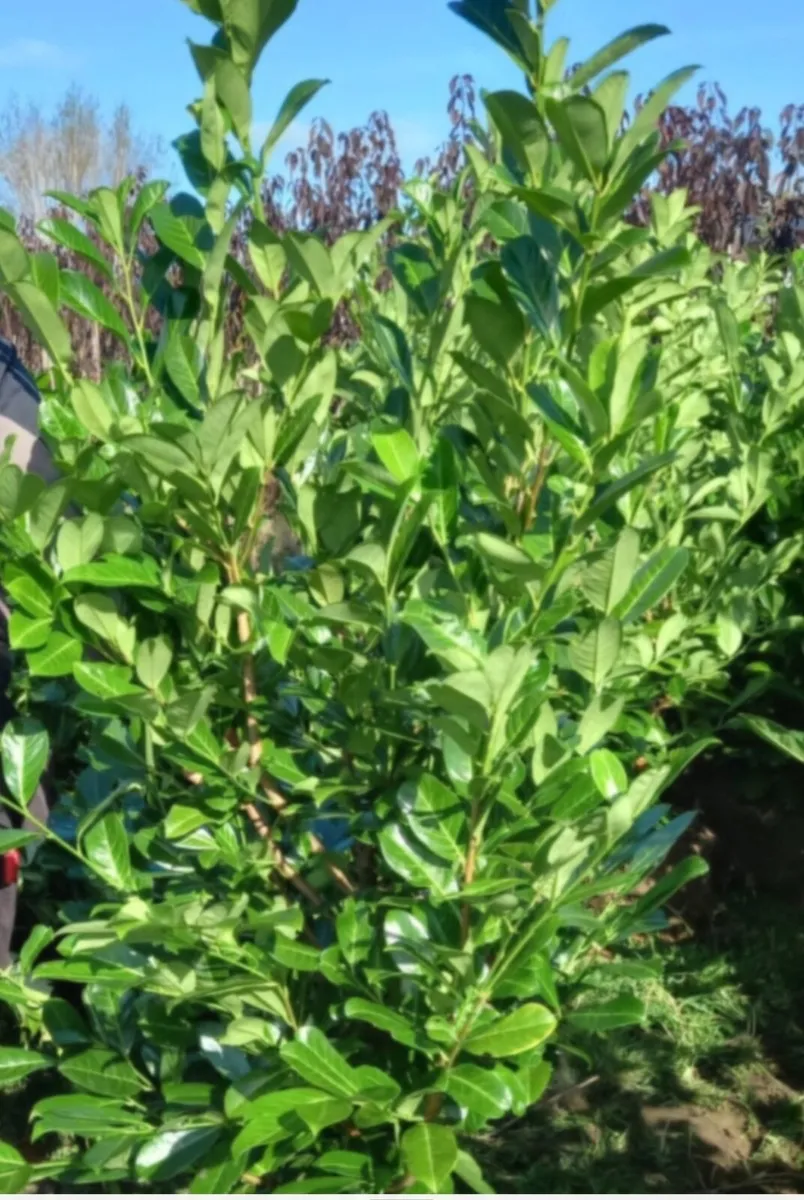 Rootball large laurels for sale - Image 3