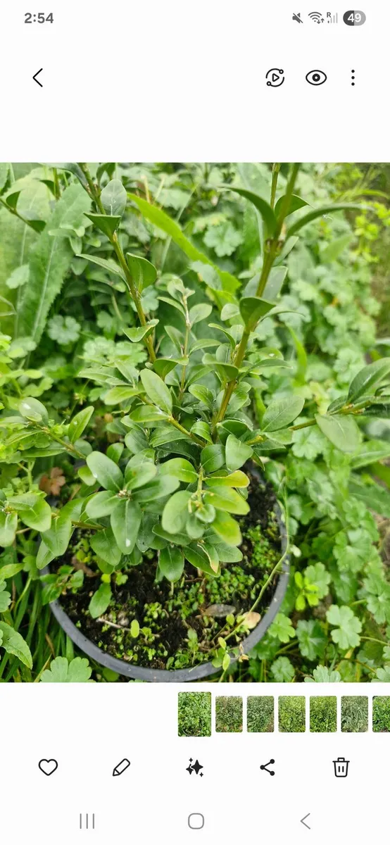 Potted hedging for sale - Image 4