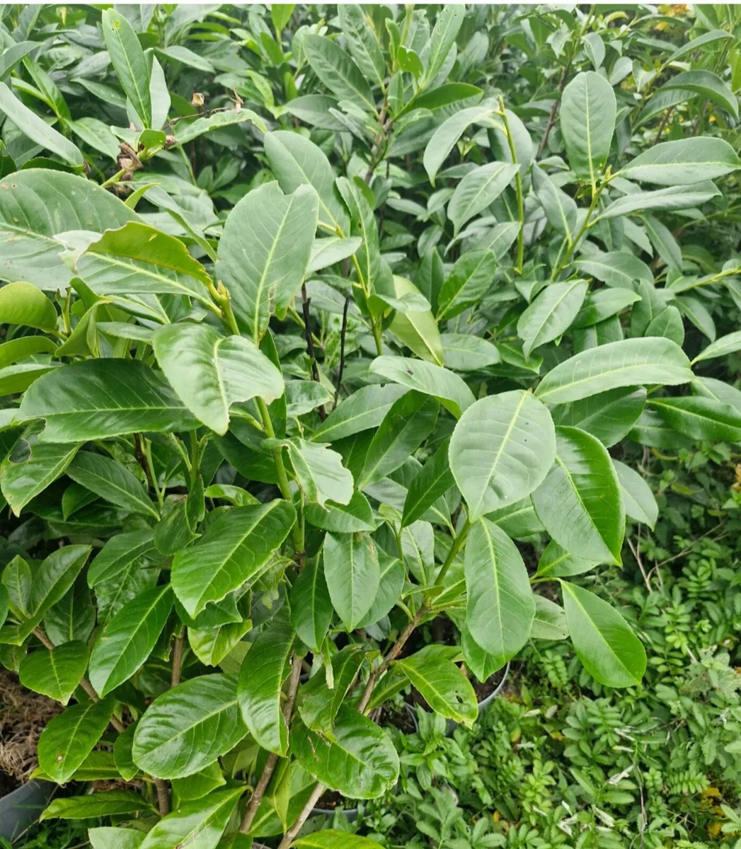Potted hedging for sale - Image 1