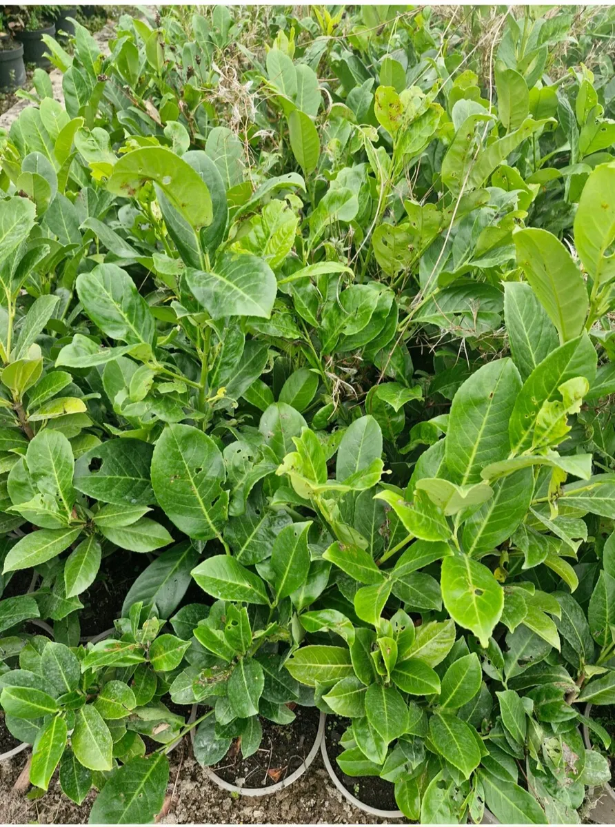 Potted hedging for sale - Image 2