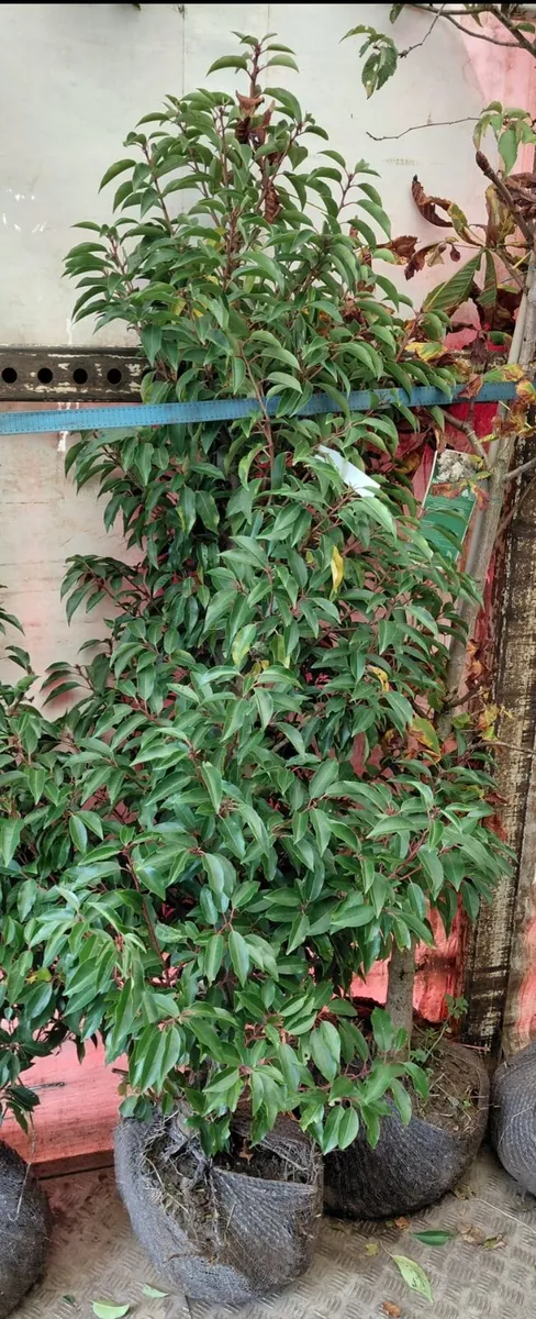 Rootball large laurels for sale - Image 4