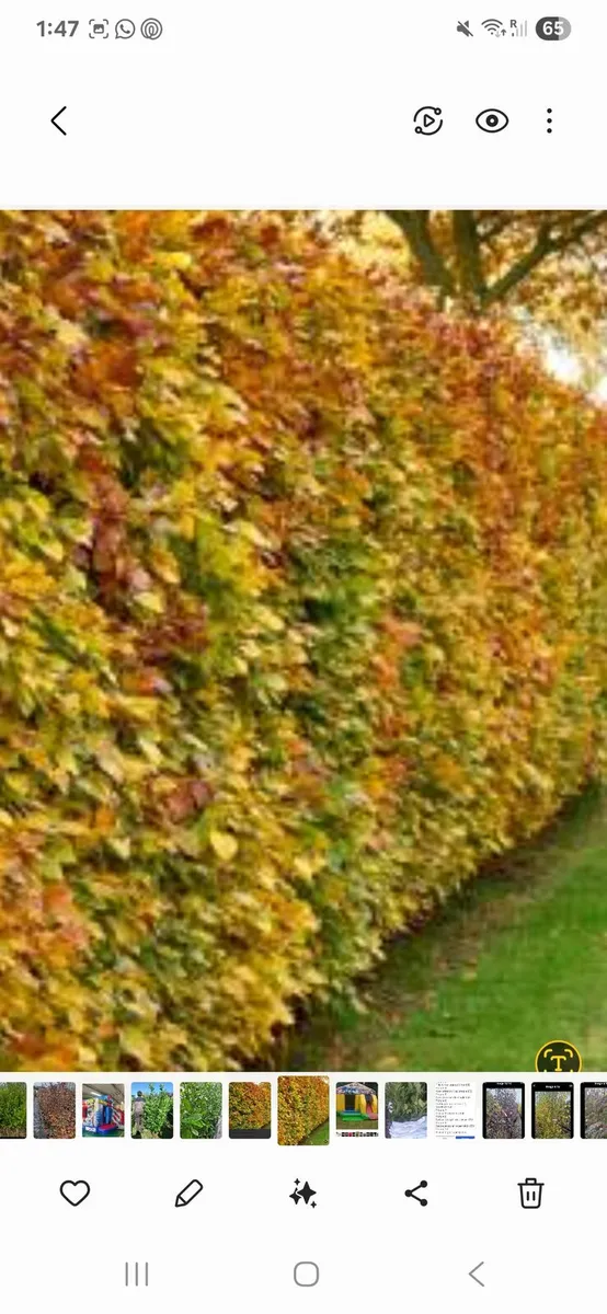 Bareroot hedging for sale