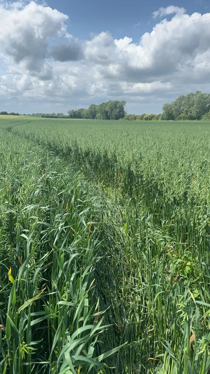 Land Wanted For Lease - Image 3