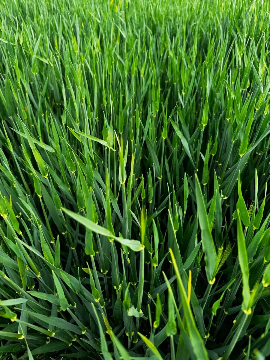 Land Wanted For Lease - Image 1