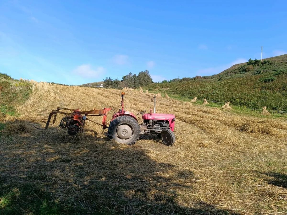 Shed clear out - Image 4