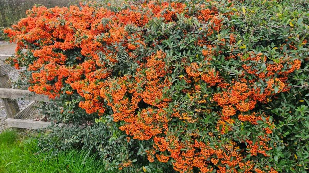 Firethorn Pyracantha Evergreen Hedging - Image 2