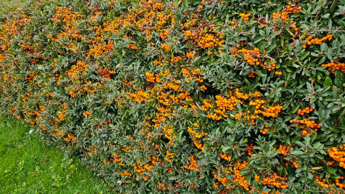 Firethorn Pyracantha Evergreen Hedging - Image 3