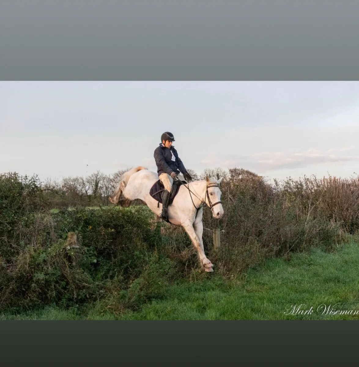 Horse for lease - Image 1