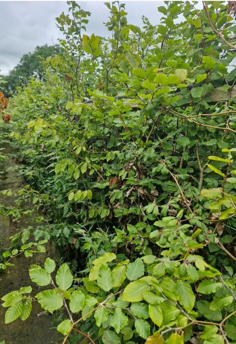 Large potted beech for sale