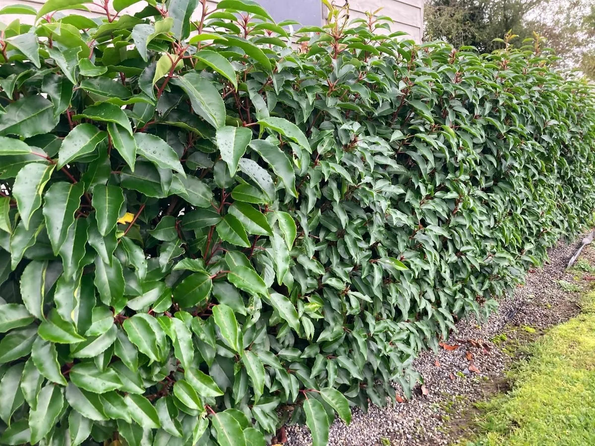Laurell Hedging for sale🌿 - Image 3