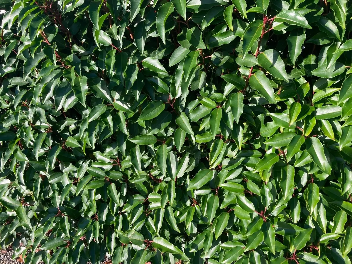 Laurell Hedging for sale🌿 - Image 4